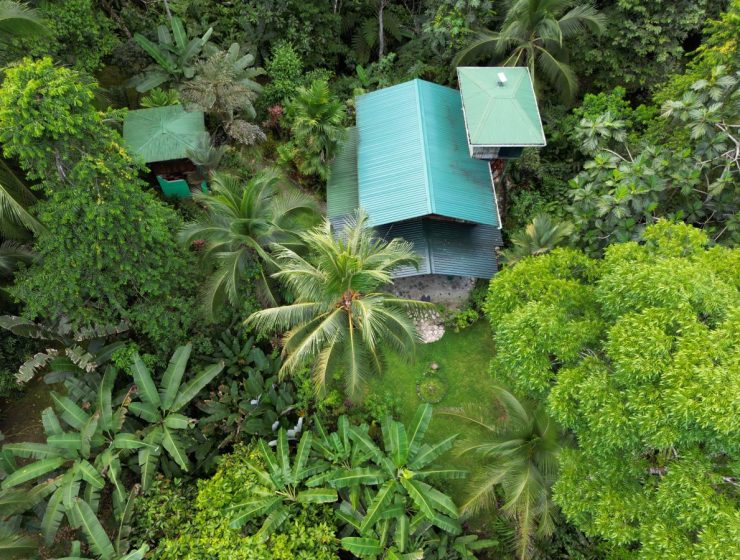An immersive experience in the rainforest