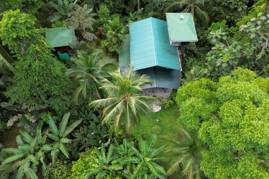 An immersive experience in the rainforest